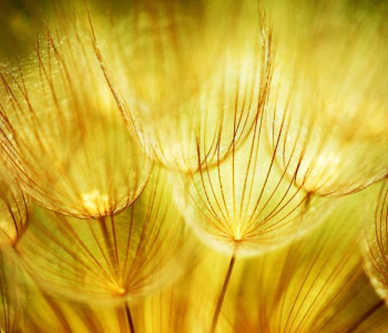 Цветы и растения - 39 | Wall-Style