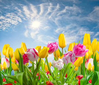 Цветы и растения - 41 | Wall-Style