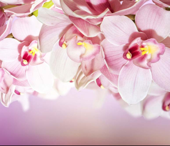 Цветы и растения - 138 | Wall-Style