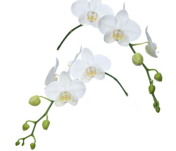 Цветы и растения - 85 | Wall-Style