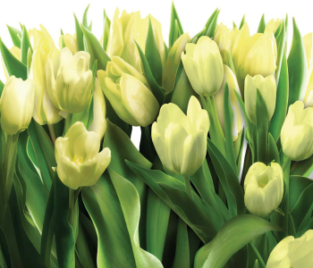 Цветы и растения - 29 | Wall-Style