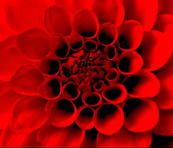 Цветы и растения - 12 | Wall-Style