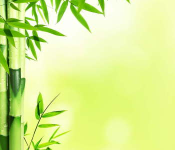 Цветы и растения - 66 | Wall-Style