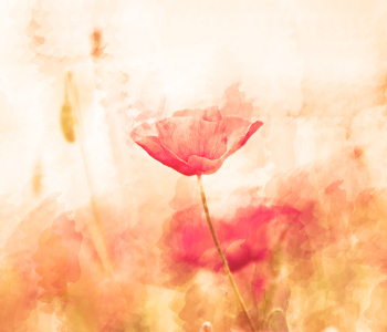 Цветы и растения - 31 | Wall-Style