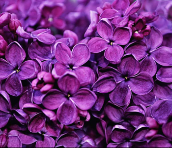 Цветы и растения - 2 | Wall-Style