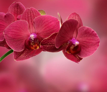 Цветы и растения - 183 | Wall-Style