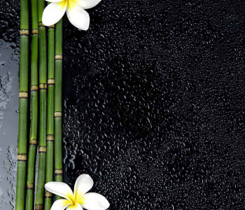 Цветы и растения - 62 | Wall-Style