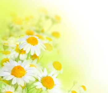 Цветы и растения - 20 | Wall-Style