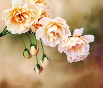 Цветы и растения - 89 | Wall-Style