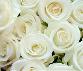 Цветы и растения - 113 | Wall-Style