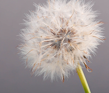 Цветы и растения - 85 | Wall-Style