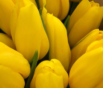 Цветы и растения - 30 | Wall-Style