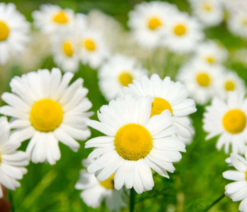 Цветы и растения - 78 | Wall-Style