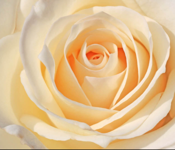 Цветы и растения - 158 | Wall-Style