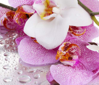 Цветы и растения - 56 | Wall-Style