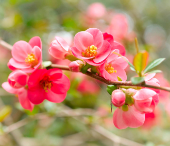 Цветы и растения - 53 | Wall-Style