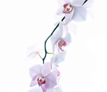 Цветы и растения - 62 | Wall-Style