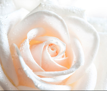 Цветы и растения - 173 | Wall-Style