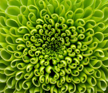 Цветы и растения - 22 | Wall-Style