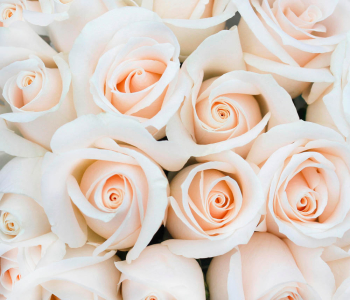 Цветы и растения - 175 | Wall-Style