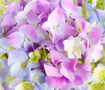 Цветы и растения - 32 | Wall-Style