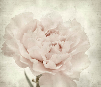 Цветы и растения - 157 | Wall-Style