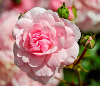 Цветы и растения - 179 | Wall-Style