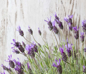 Цветы и растения - 15 | Wall-Style