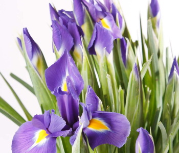 Цветы и растения - 23 | Wall-Style