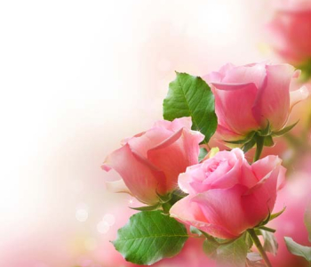 Цветы и растения - 93 | Wall-Style