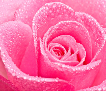 Цветы и растения - 214 | Wall-Style