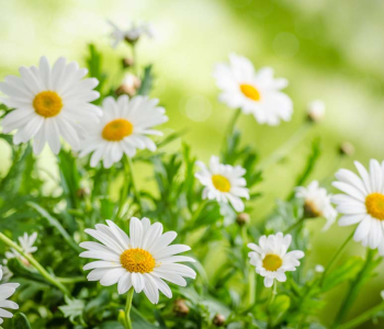 Цветы и растения - 10 | Wall-Style