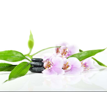 Цветы и растения - 57 | Wall-Style