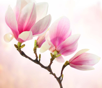 Цветы и растения - 17 | Wall-Style