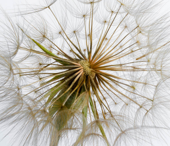 Цветы и растения - 87 | Wall-Style