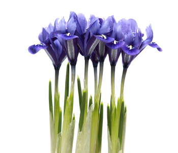 Цветы и растения - 22 | Wall-Style