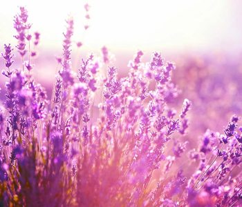 Цветы и растения - 21 | Wall-Style