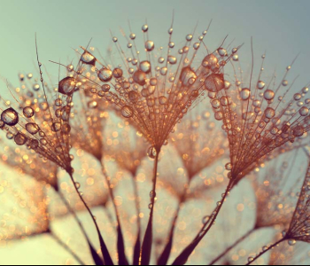 Цветы и растения - 8 | Wall-Style