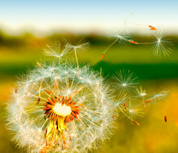 Цветы и растения - 80 | Wall-Style