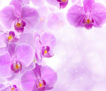 Цветы и растения - 79 | Wall-Style