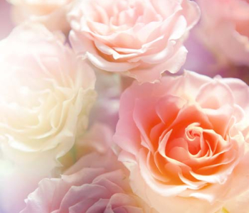 Цветы и растения - 94 | Wall-Style