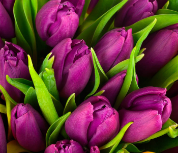 Цветы и растения - 17 | Wall-Style