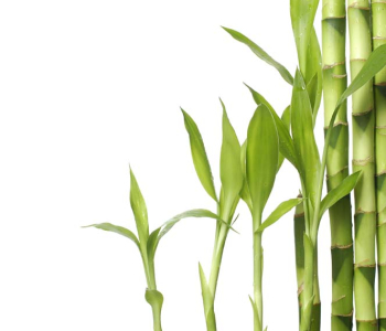 Цветы и растения - 20 | Wall-Style