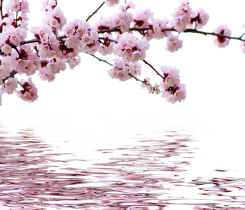 Цветы и растения - 21 | Wall-Style