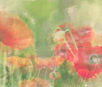 Цветы и растения - 8 | Wall-Style