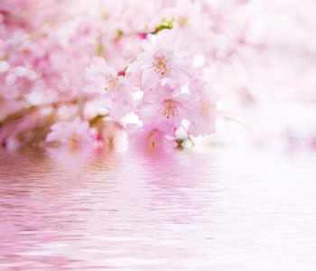 Цветы и растения - 23 | Wall-Style