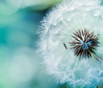 Цветы и растения - 3 | Wall-Style