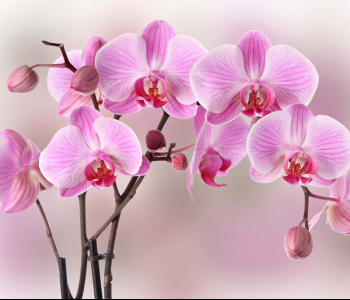 Цветы и растения - 127 | Wall-Style