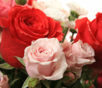 Цветы и растения - 80 | Wall-Style