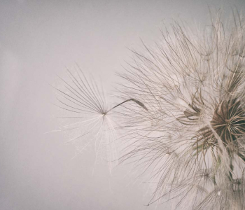 Цветы и растения - 7 | Wall-Style